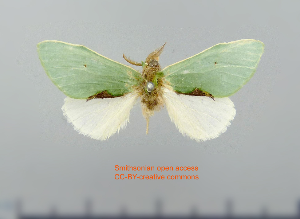 Rosema aethra
