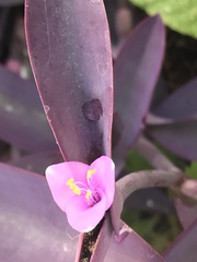 Tradescantia pallida