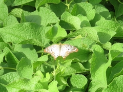 Anartia jatrophae