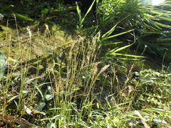 Pogonatherum crinitum