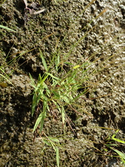 Pogonatherum crinitum