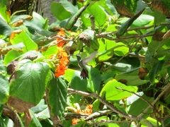 Anthracothorax prevostii