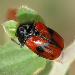 Urodera dilaticollis