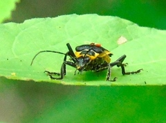 Chauliognathus distinguendus