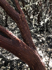 Arctostaphylos luciana