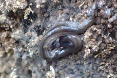 Endeavouria septemlineata