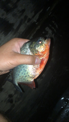 Pygocentrus nattereri