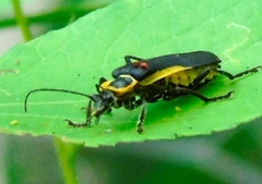 Chauliognathus distinguendus