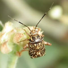 Taedia maculosa
