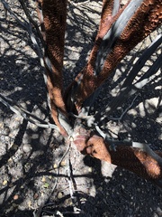 Arctostaphylos luciana