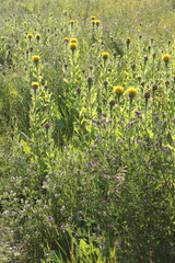 Centaurea macrocephala