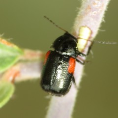 Cryptocephalus pinicolus
