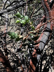 Arctostaphylos luciana