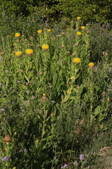 Centaurea macrocephala