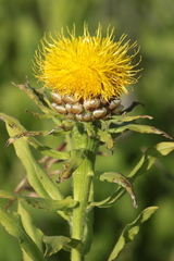 Centaurea macrocephala