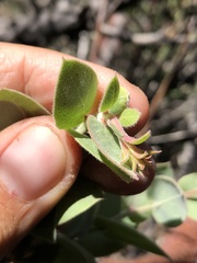 Arctostaphylos luciana