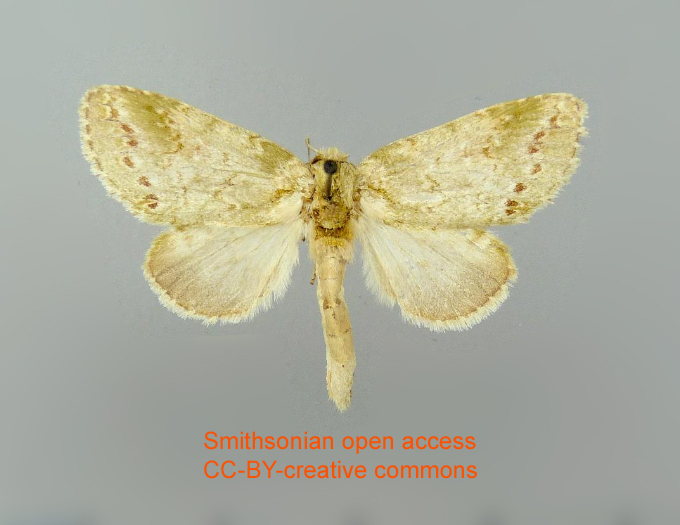 Pseudodryas amathynta