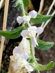 Sairocarpus vexillocalyculatus intermedius