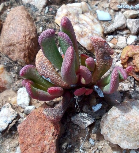 Hereroa aspera L.Bolus 4