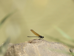 Dysphaea ethela
