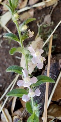 Sairocarpus vexillocalyculatus intermedius