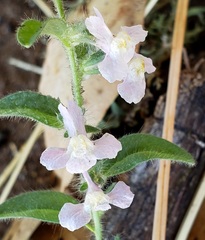 Sairocarpus vexillocalyculatus intermedius