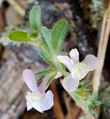 Sairocarpus vexillocalyculatus intermedius
