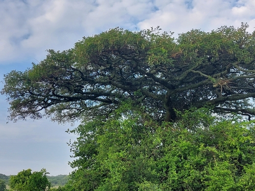 Foto de Espinheira-branca