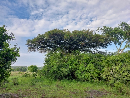 Foto de Espinheira-branca