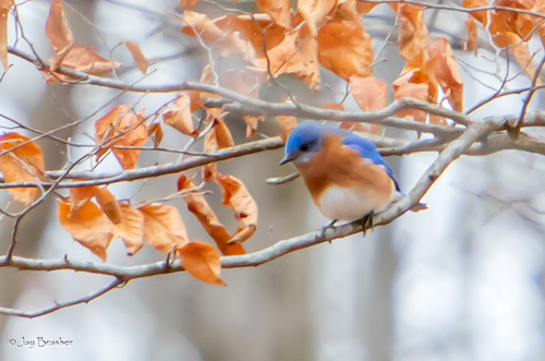 Eastern Bluebird photographed in Tennessee