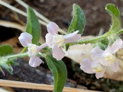Sairocarpus vexillocalyculatus intermedius