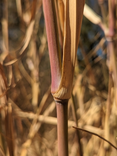 Janochloa antidotalis