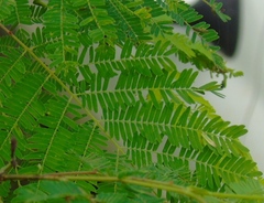 Lysiloma divaricatum