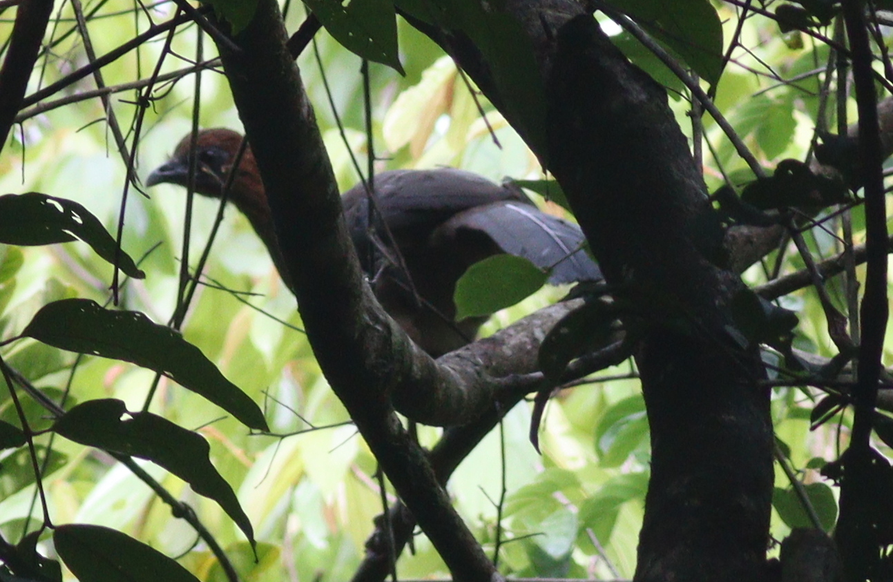 Little Chachalaca (Ortalis motmot), photo 6