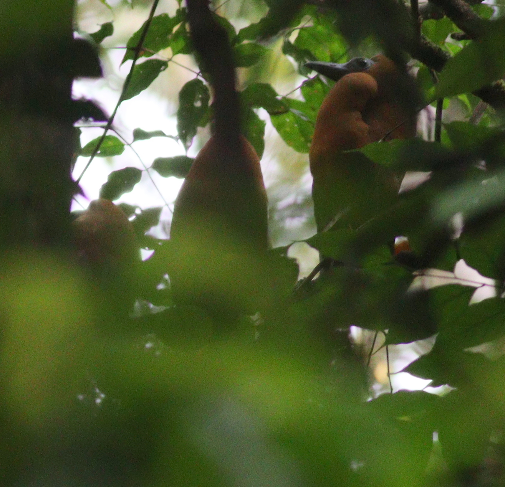 Capuchinbird (Perissocephalus tricolor), photo 4