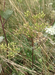 Arnoglossum