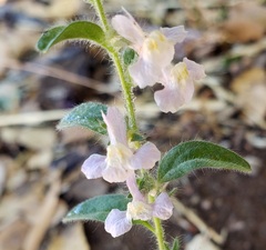 Sairocarpus vexillocalyculatus intermedius
