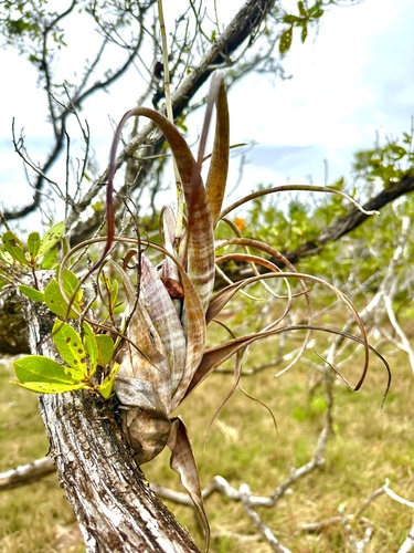 Foto de Cacto-do-ar