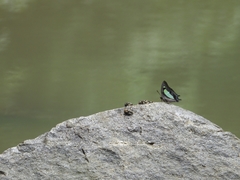 Polyura
