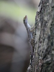 Anolis concolor