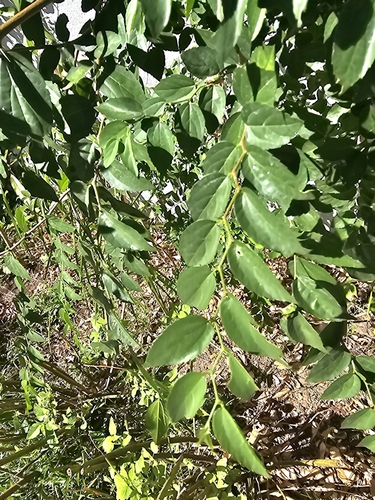 Foto de Espargueira