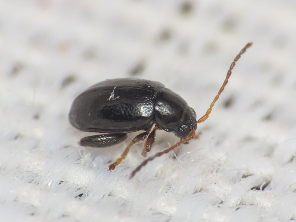 Longitarsus rectilineatus