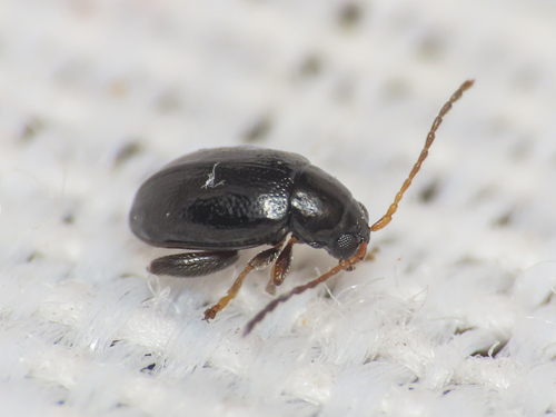 Longitarsus rectilineatus