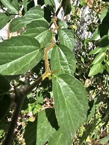 Foto de Espargueira