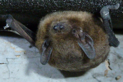 Nathusius' Pipistrelle, Naarden, Nederland, photo 4 of 10