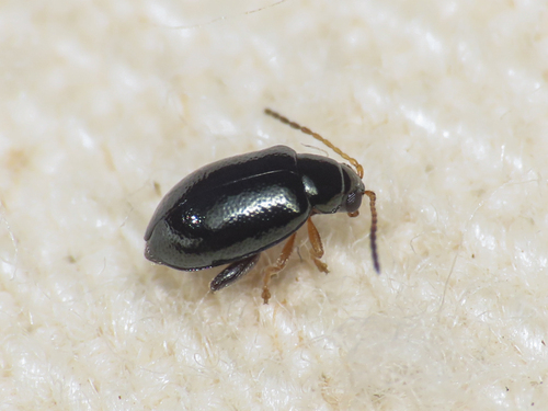 Aphthona pygmaea