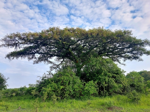 Foto de Espinheira-branca