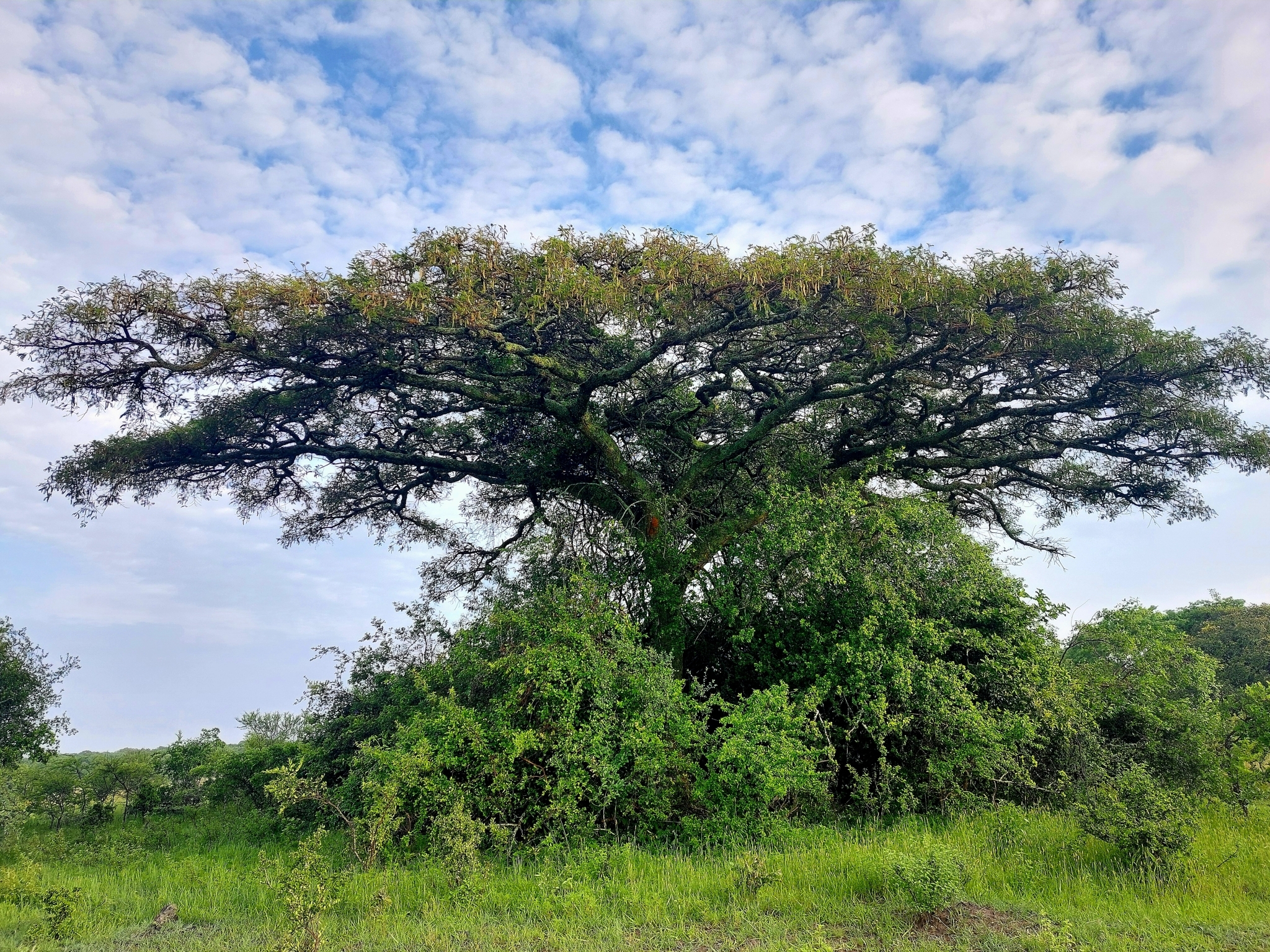 Imagem de Espinheira-branca
