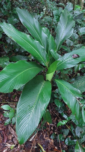 Goeppertia monophylla (Goeppertia monophylla)