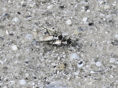 Habroscelimorpha dorsalis saulcyi